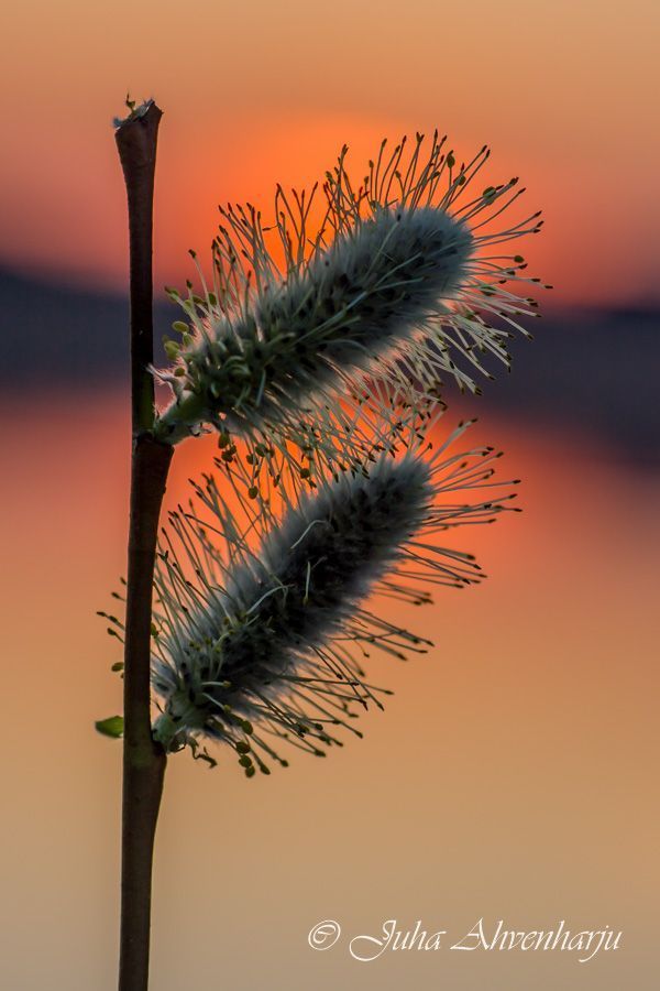 Juha Ahvenharju Photography