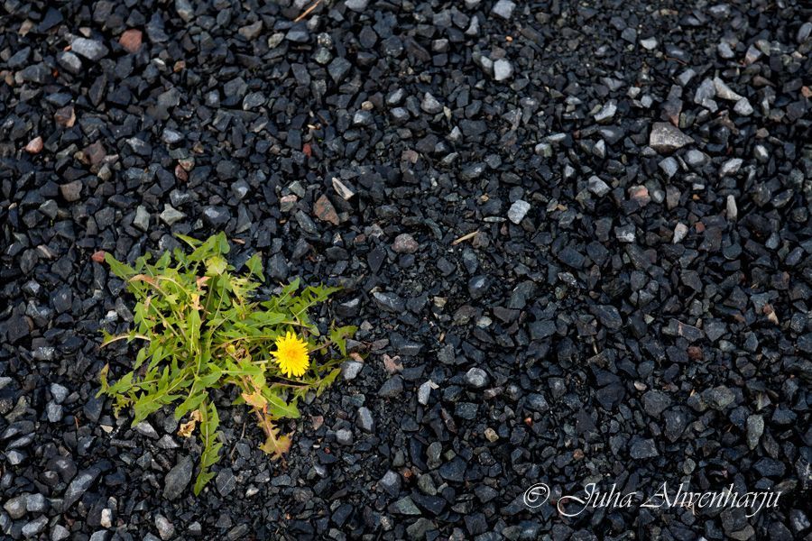 Juha Ahvenharju Photography