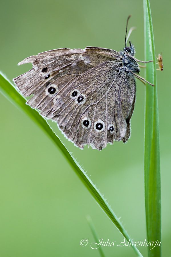 Juha Ahvenharju Photography