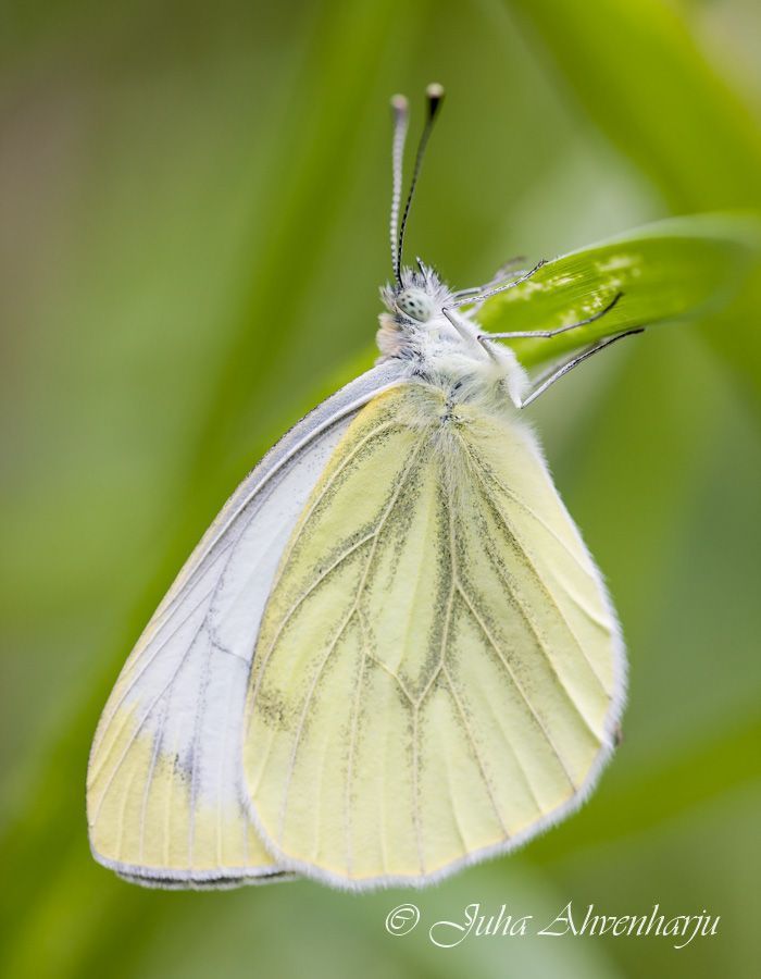 Juha Ahvenharju Photography