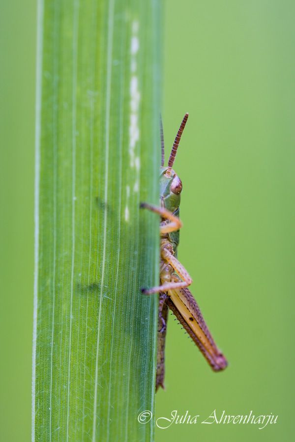 Juha Ahvenharju Photography