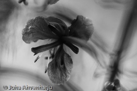 Juha Ahvenharju Photography