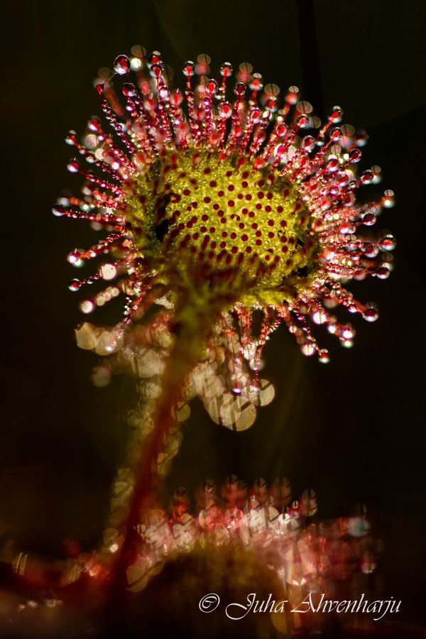 Juha Ahvenharju Photography