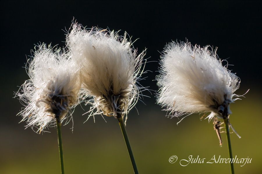 Juha Ahvenharju Photography