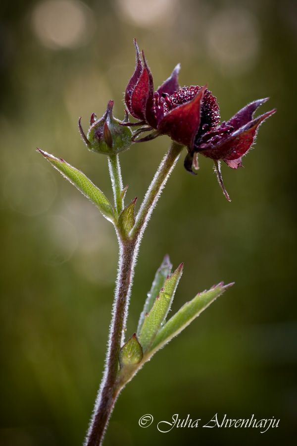 Juha Ahvenharju Photography