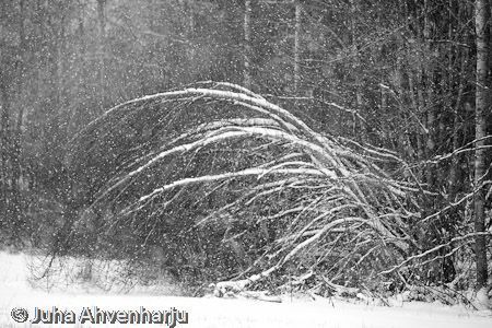 Juha Ahvenharju Photography