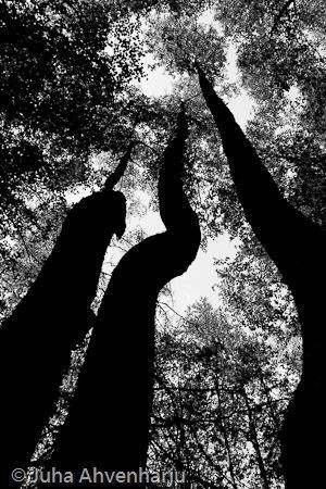 Juha Ahvenharju Photography