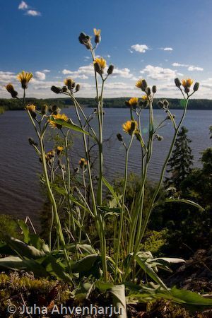 Juha Ahvenharju Photography