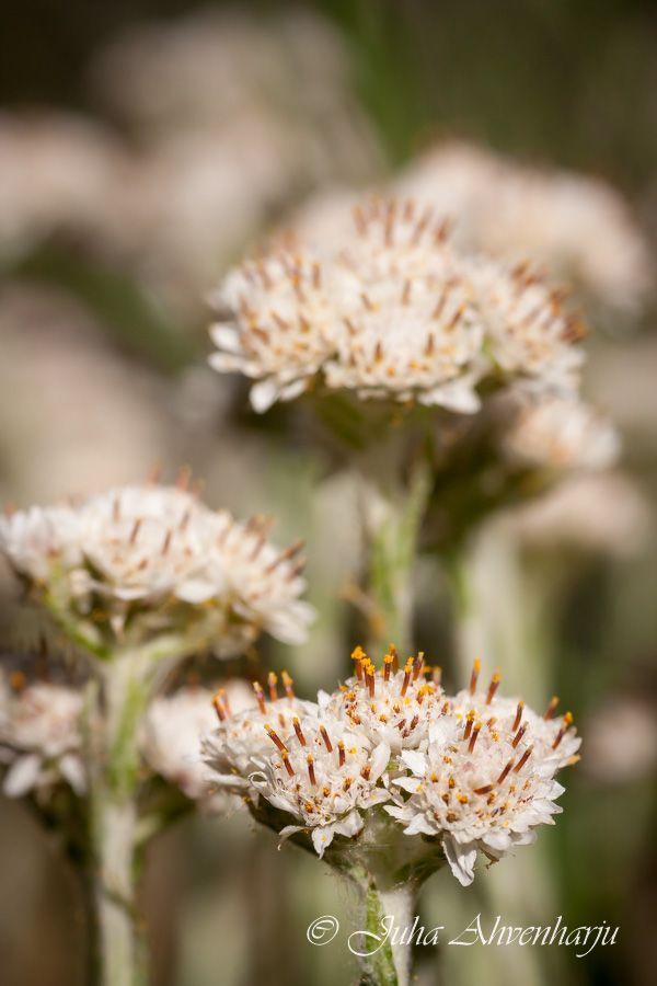 Juha Ahvenharju Photography