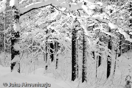 Juha Ahvenharju Photography