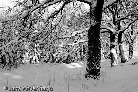 Juha Ahvenharju Photography