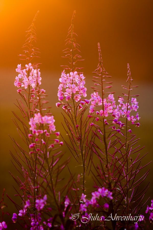 Juha Ahvenharju Photography