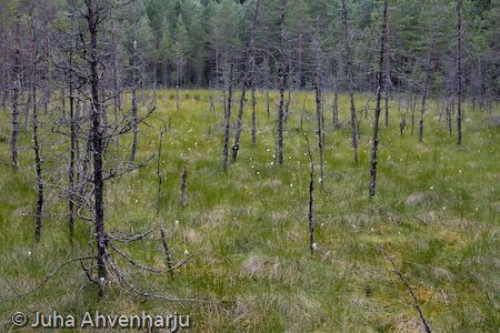 Juha Ahvenharju Photography