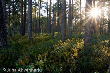 Juha Ahvenharju Photography