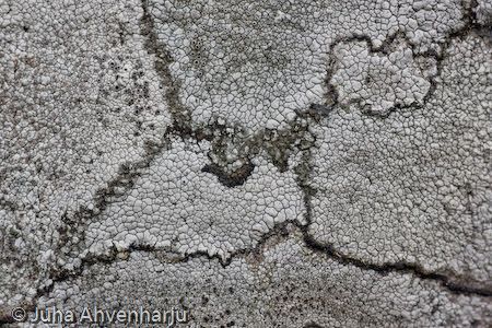 Juha Ahvenharju Photography