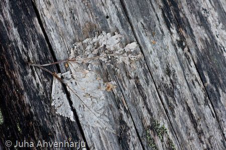 Juha Ahvenharju Photography