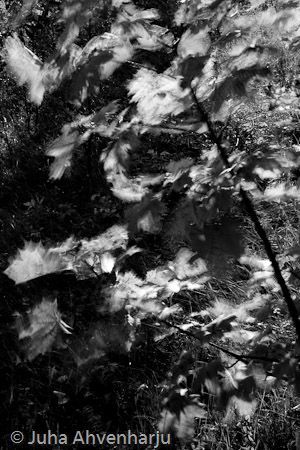 Juha Ahvenharju Photography