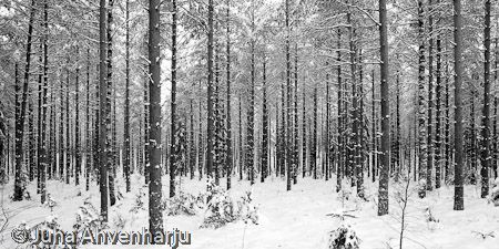 Juha Ahvenharju Photography