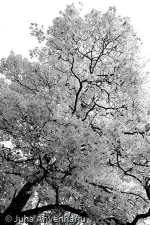 Juha Ahvenharju Photography