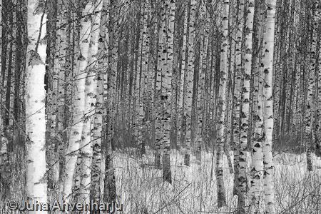 Juha Ahvenharju Photography