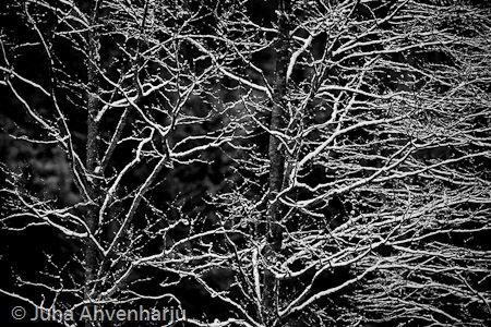 Juha Ahvenharju Photography