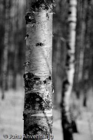 Juha Ahvenharju Photography