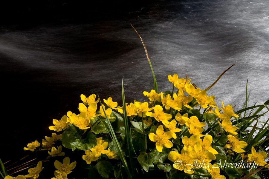 Juha Ahvenharju Photography