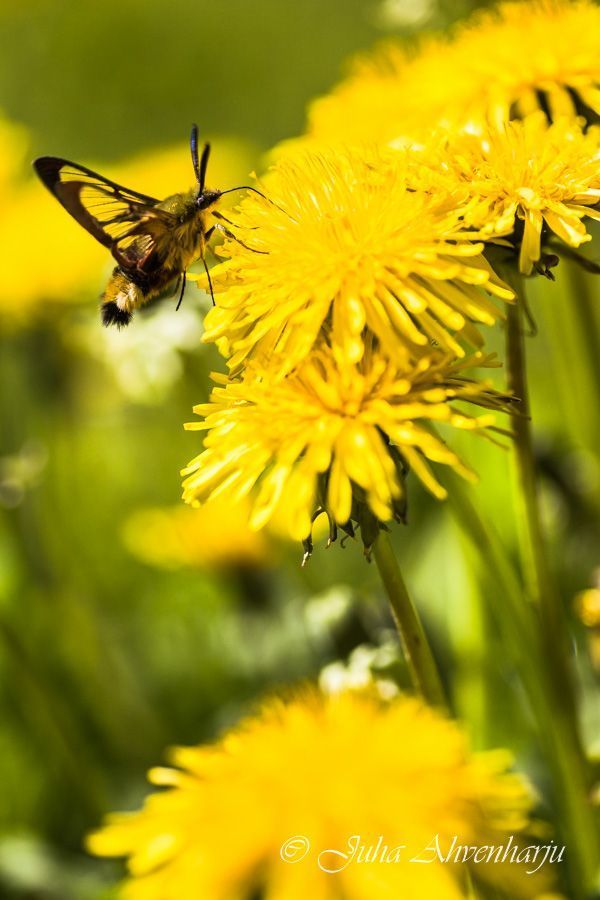 Juha Ahvenharju Photography