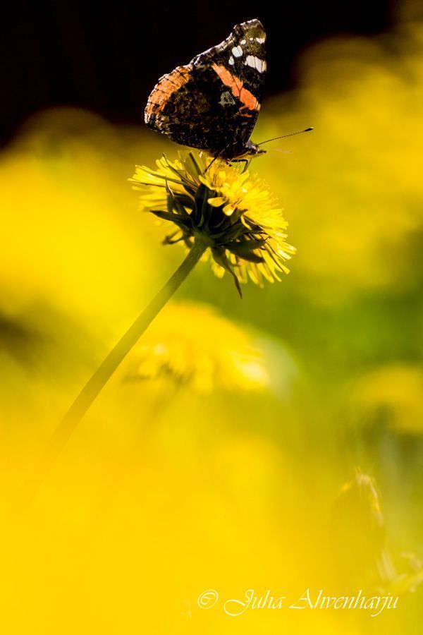 Juha Ahvenharju Photography