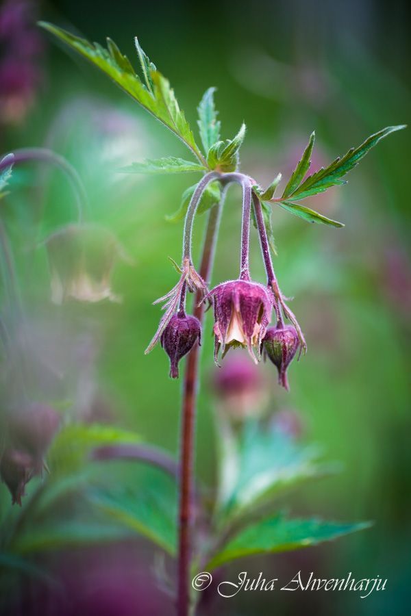 Juha Ahvenharju Photography