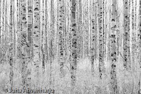 Juha Ahvenharju Photography