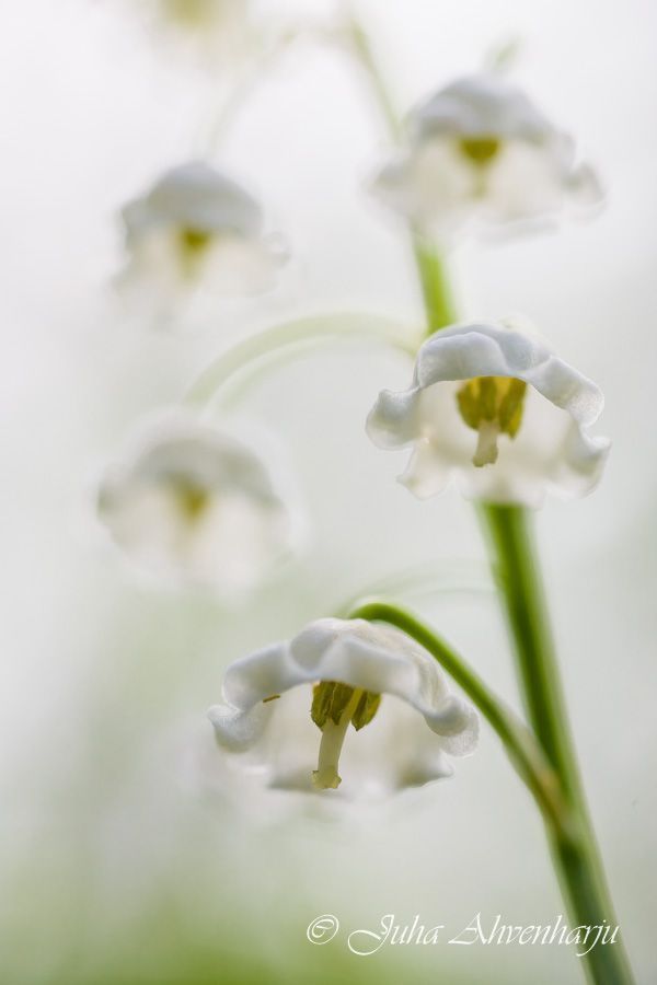 Juha Ahvenharju Photography