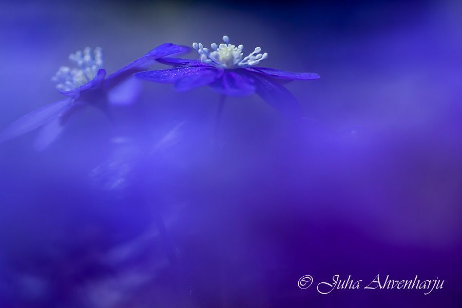 Juha Ahvenharju Photography