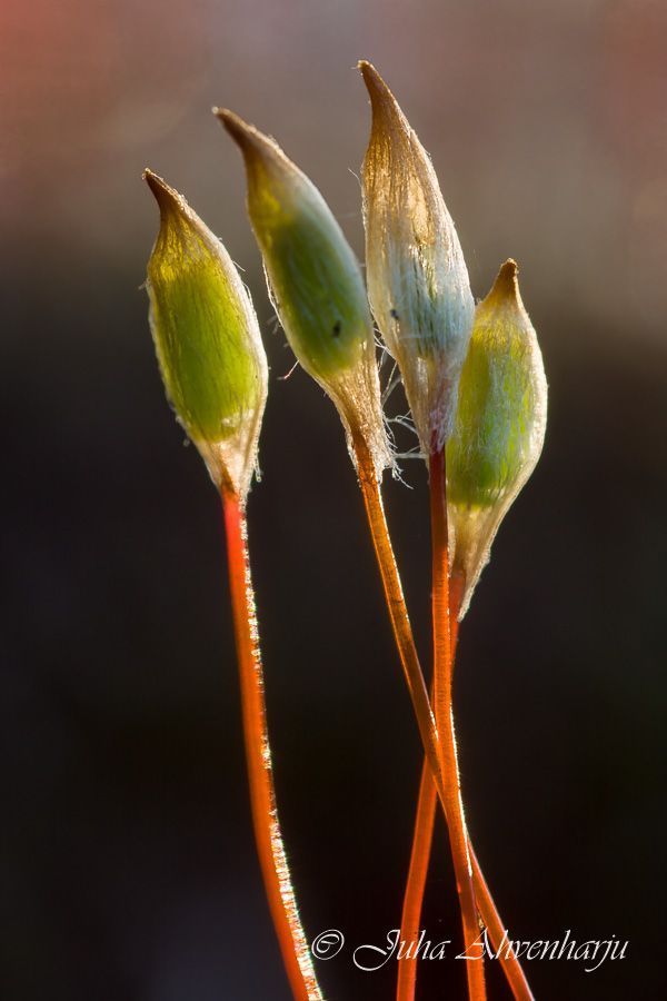Juha Ahvenharju Photography