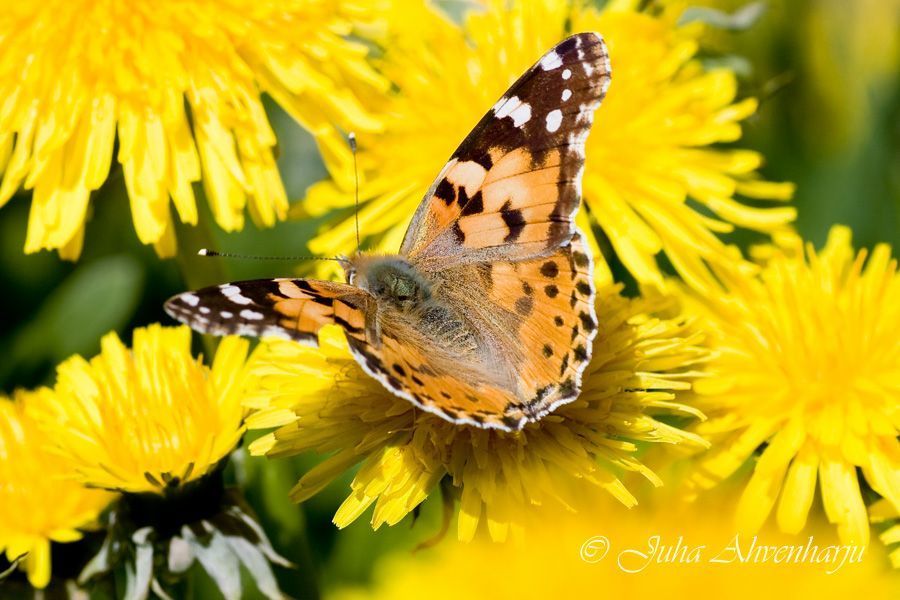 Juha Ahvenharju Photography