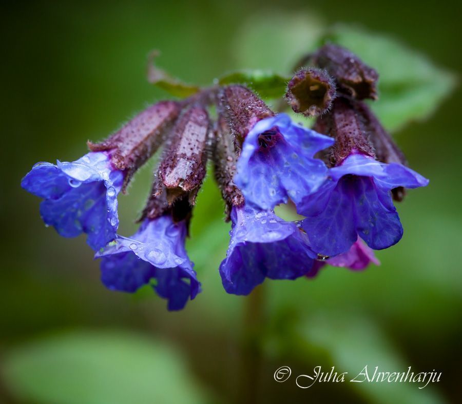 Juha Ahvenharju Photography