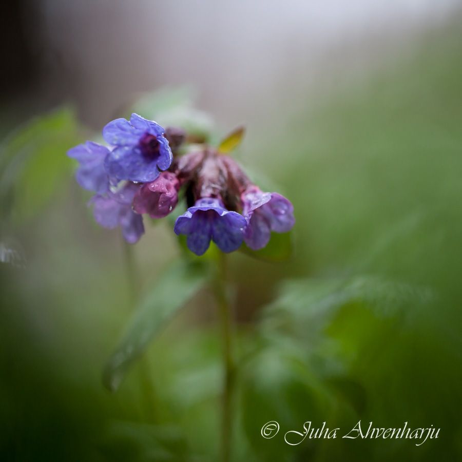 Juha Ahvenharju Photography