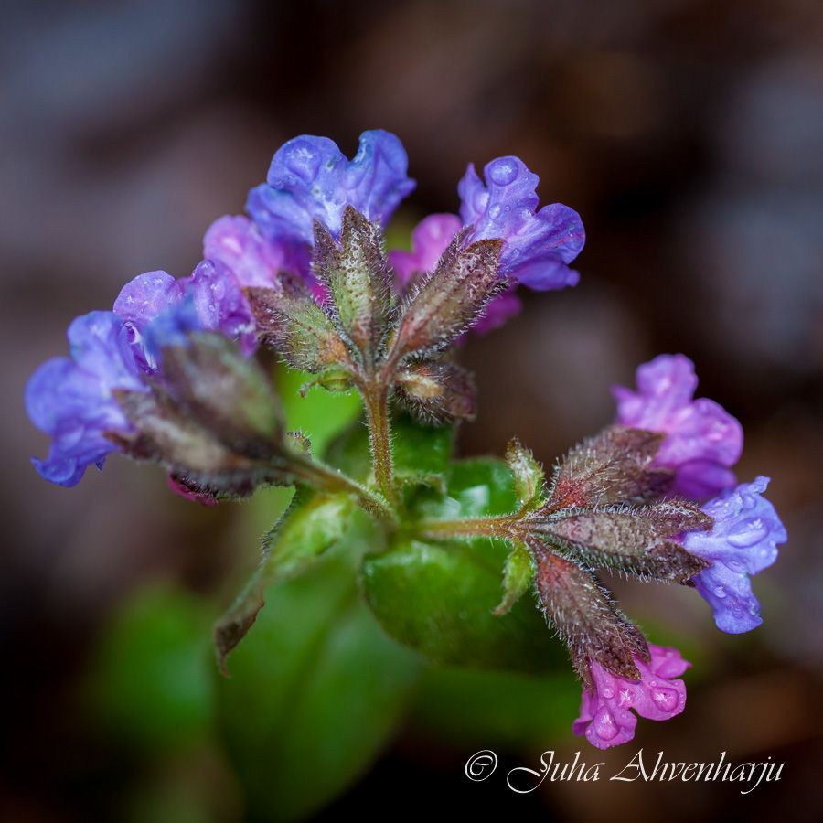 Juha Ahvenharju Photography