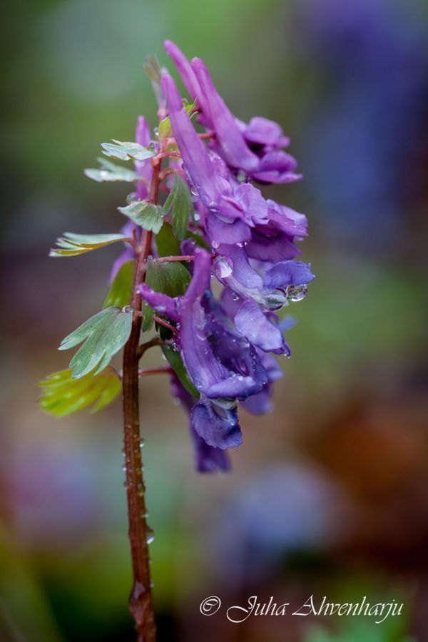 Juha Ahvenharju Photography
