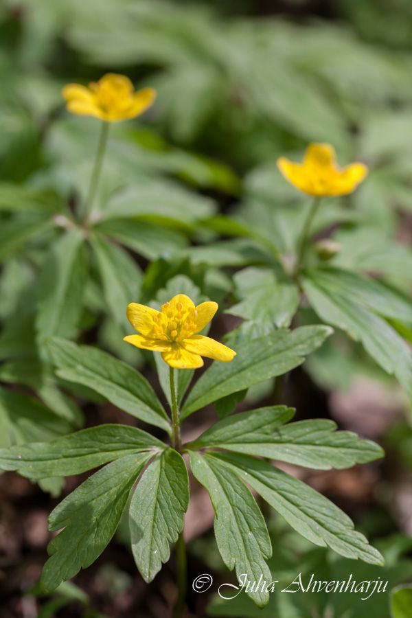 Juha Ahvenharju Photography