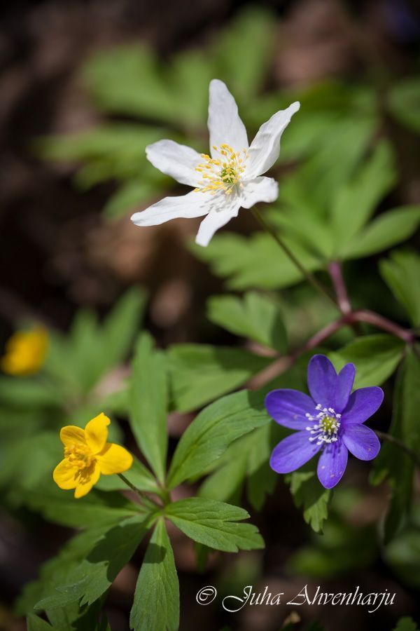 Juha Ahvenharju Photography