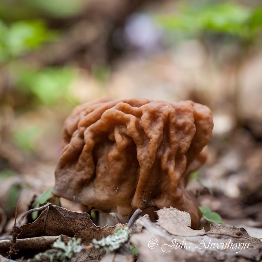 Juha Ahvenharju Photography