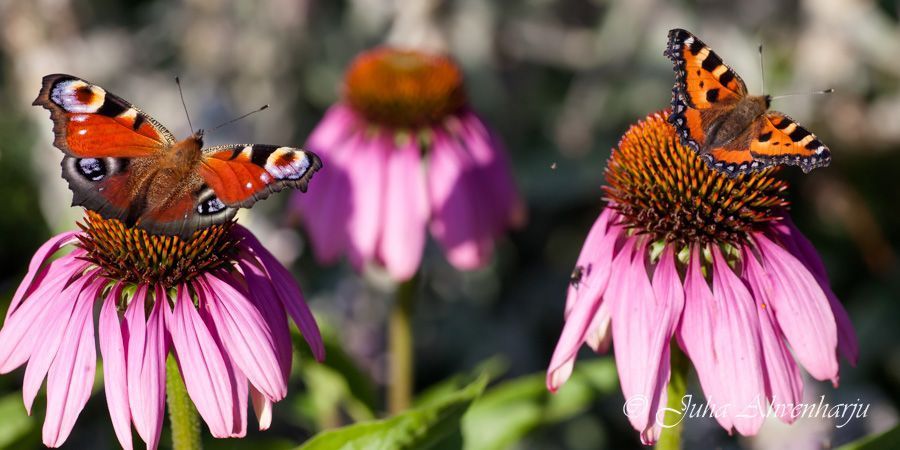 Juha Ahvenharju Photography