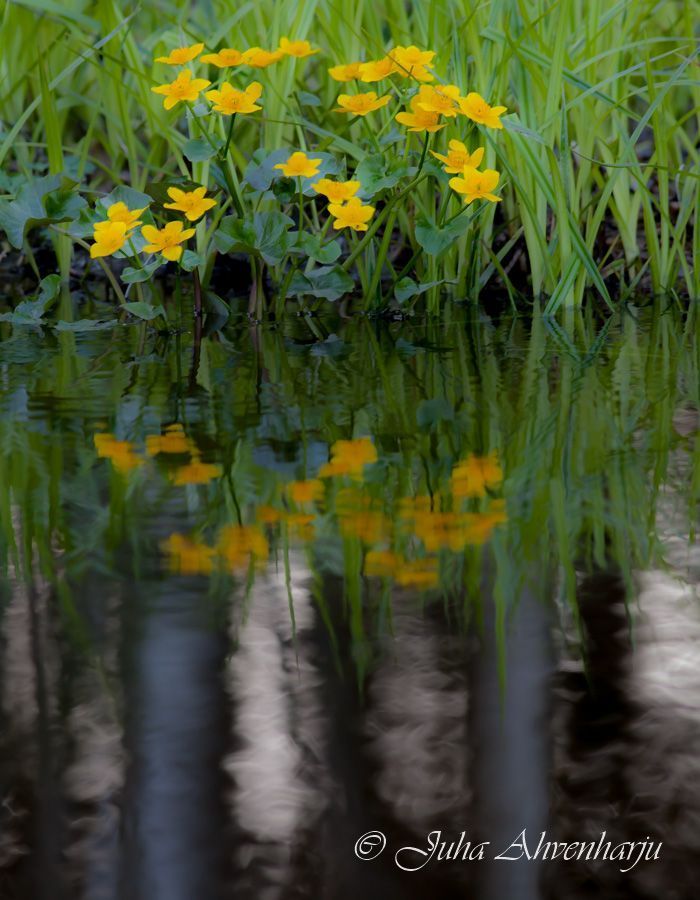 Juha Ahvenharju Photography