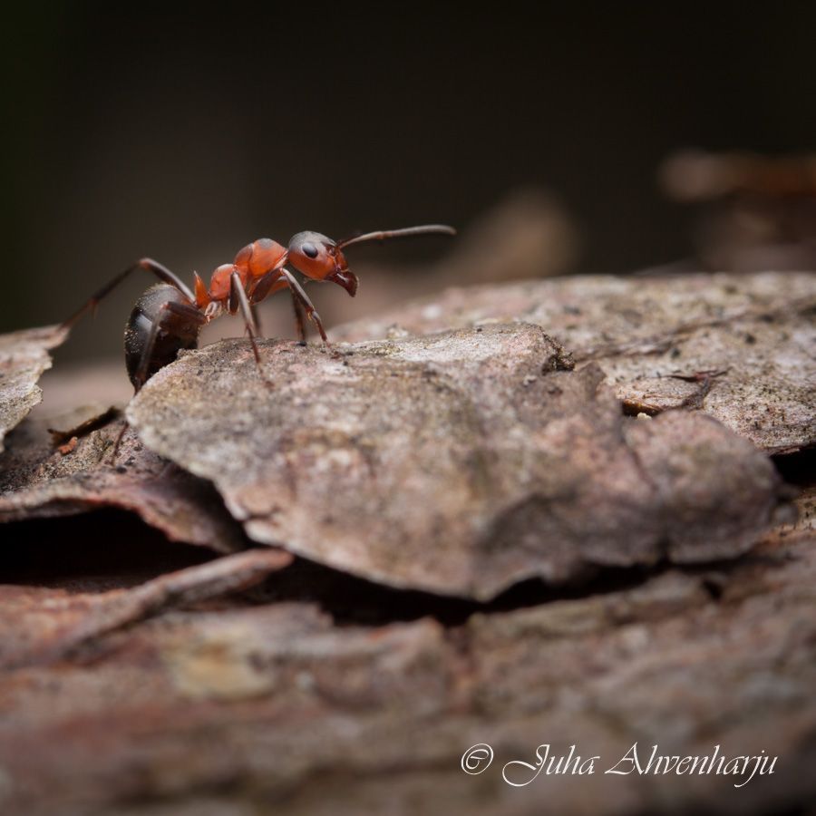 Juha Ahvenharju Photography