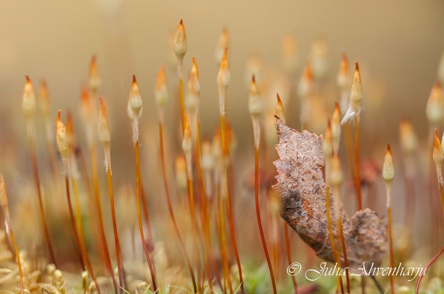 Juha Ahvenharju Photography