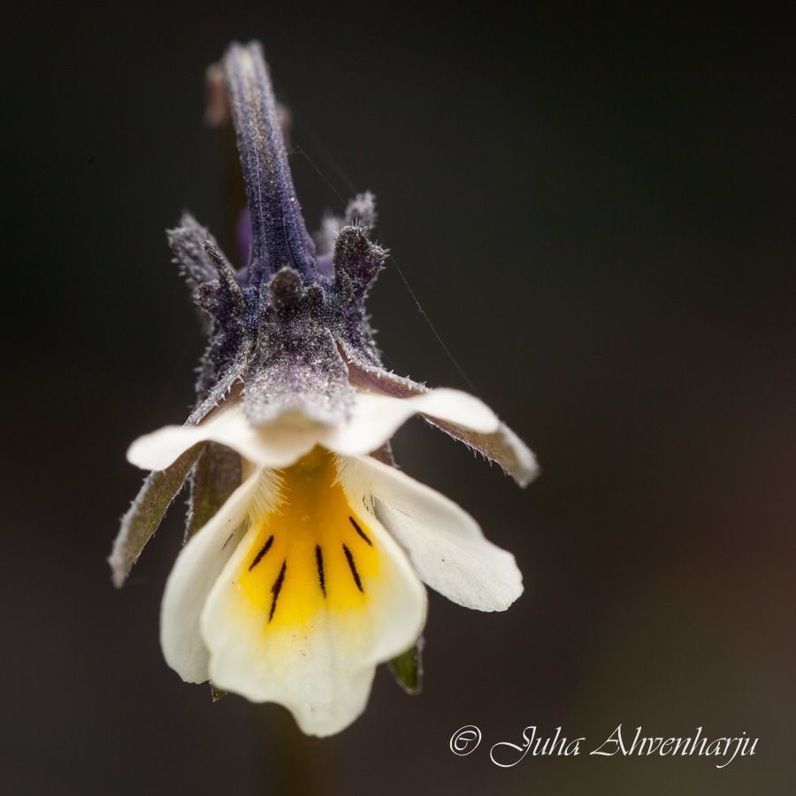 Juha Ahvenharju Photography