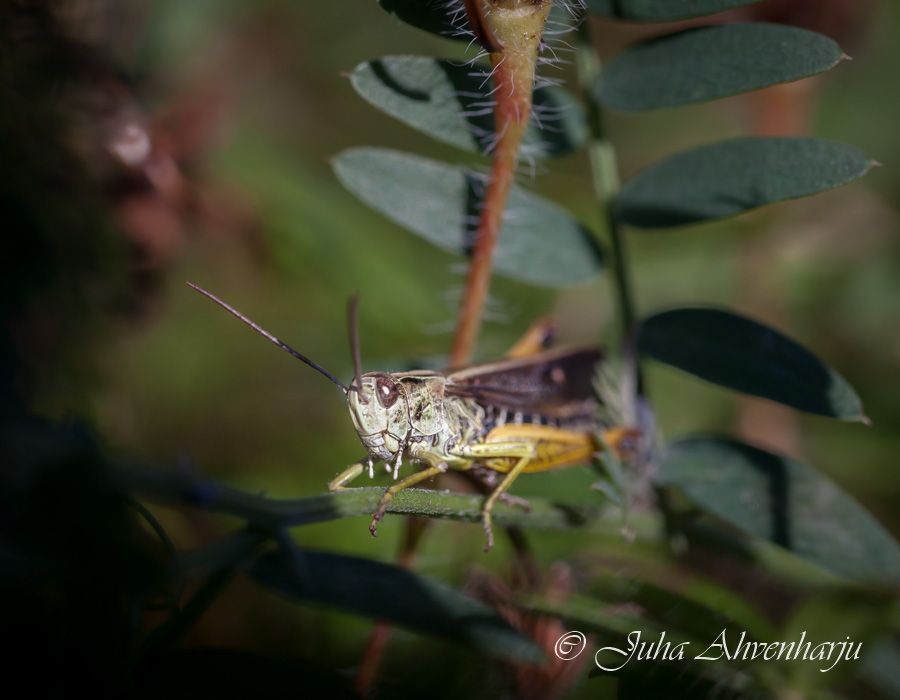 Juha Ahvenharju Photography