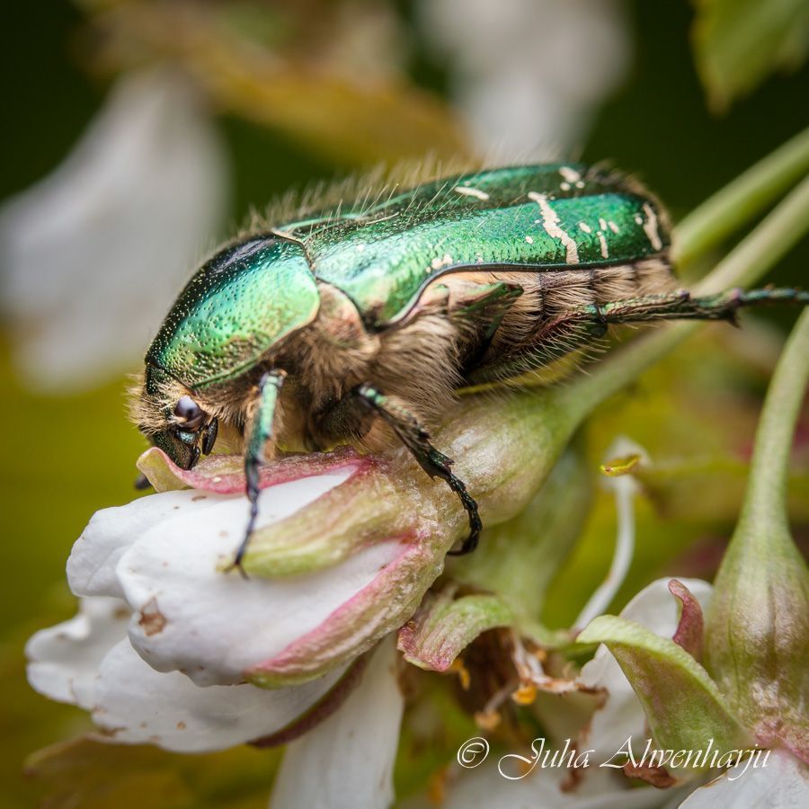 Juha Ahvenharju Photography