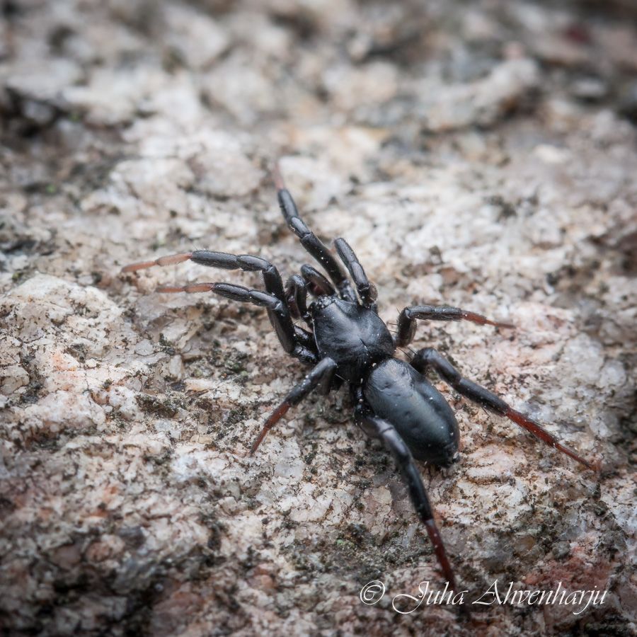 Juha Ahvenharju Photography